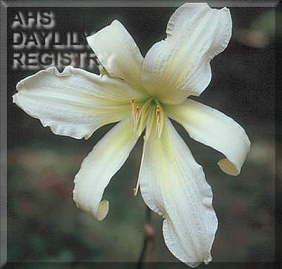 Daylily Frozen Mert