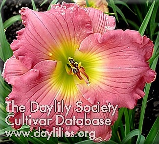 Daylily Fruit Slush