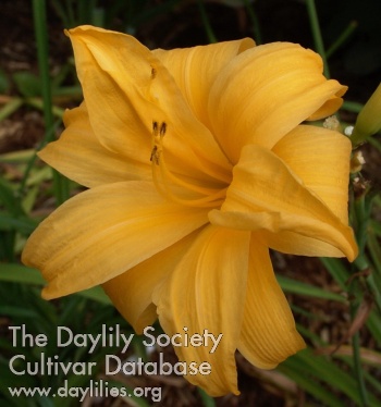Daylily Full and Round