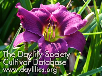 Daylily Fabulous Fuchsia