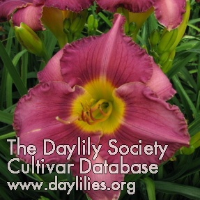Daylily First Try
