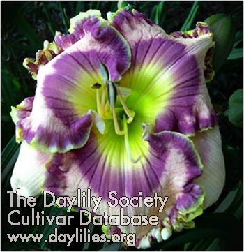 Daylily Force to Be Reckoned With
