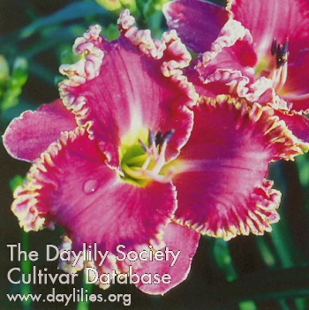 Daylily French Confection