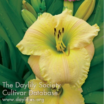 Daylily From This Moment On