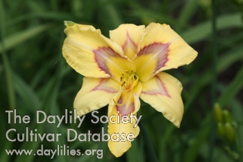 Daylily Fusion Confusion
