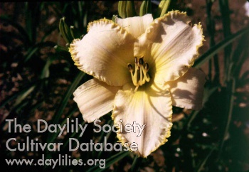Daylily Goldeneye