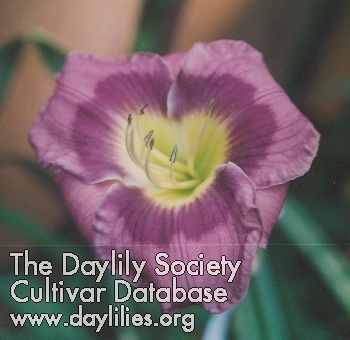Daylily Grape Cookie