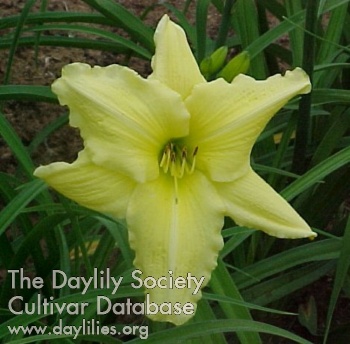 Daylily Gaily Yours