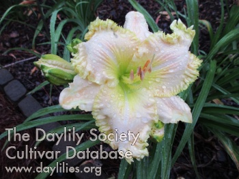 Daylily Garden Addition