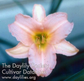 Daylily Gay Genell