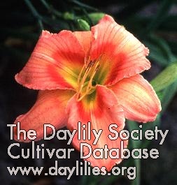 Daylily General Paul Oliver