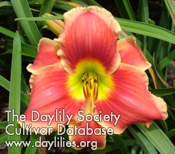 Daylily Geneva Firetruck