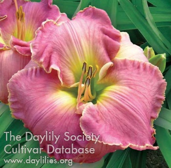 Daylily Gentle Admonitions