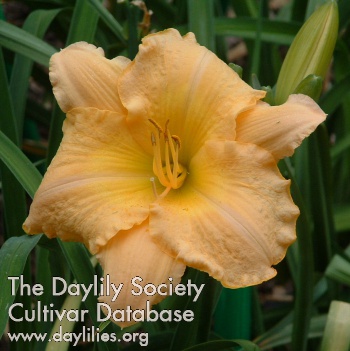 Daylily Gentle Spice