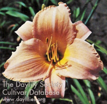 Daylily Gertrude Smith