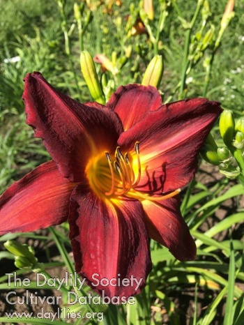 Daylily Getting Better