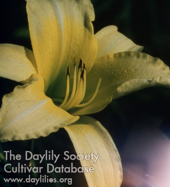 Daylily Giant Moon