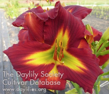 Daylily Gift of Life