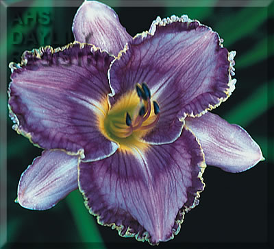 Daylily Gilded Peacock