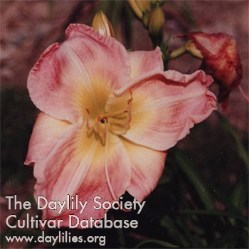 Daylily Gingham Maid
