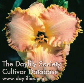 Daylily Girl's Night Out