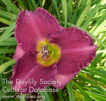 Daylily Glazed Heather Plum