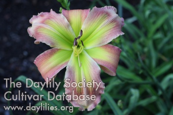 Daylily Glistening-green Tanager