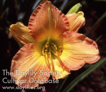 Daylily Glorious Prize