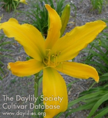 Daylily Glory