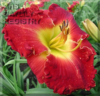 Daylily Glory in Red