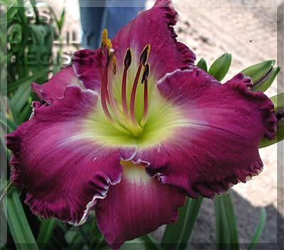 Daylily Glory to His Name