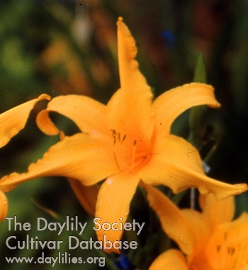 Daylily Glowing Gold
