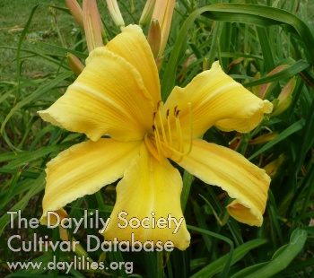 Daylily Go for Baroque