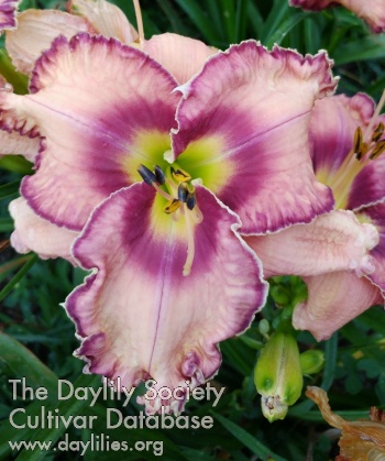 Daylily God's Miracles