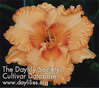 Daylily Going South