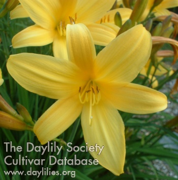 Daylily Gold Dust