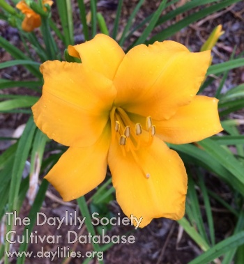 Daylily Golden Dewdrop