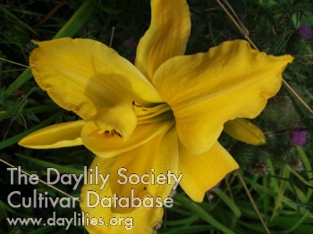 Daylily Golden Epaulets