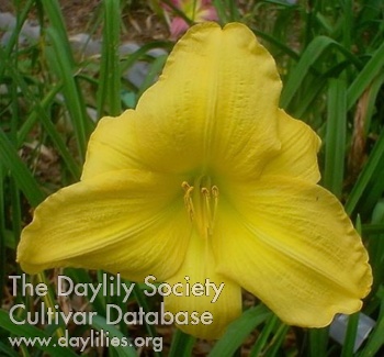 Daylily Golden Geisha