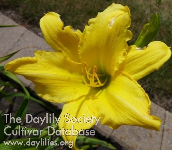 Daylily Golden Piecrust