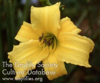 Daylily Goldie Gay