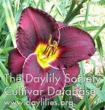 Daylily Gollum