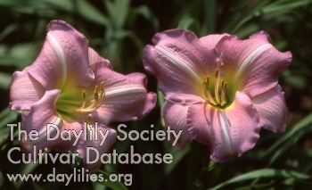 Daylily Good Fairy