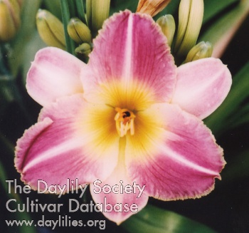 Daylily Gorlice