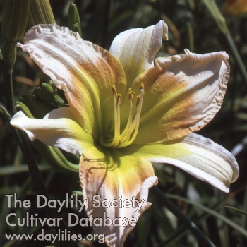 Daylily Grand Canyon
