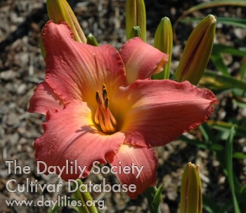 Daylily Grand Renaissance