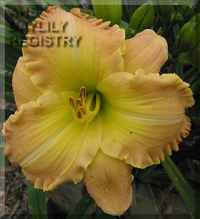 Daylily Grand River Belle