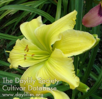 Daylily Grandiose