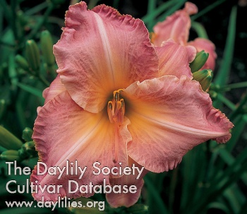 Daylily Grandmother