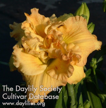 Daylily Grapefruit Truffle